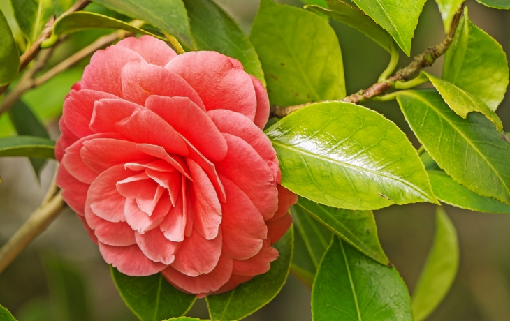 Rote Kamelienblüte mit grünen Blättern im Hintergrund.