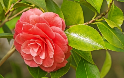 Wunderschöne rote Kamelie in Nahaufnahme