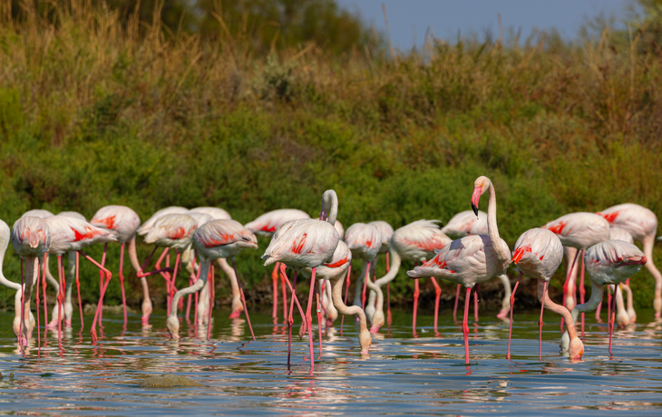 Flamingos waten im Wasser mit grüner Vegetation im Hintergrund.