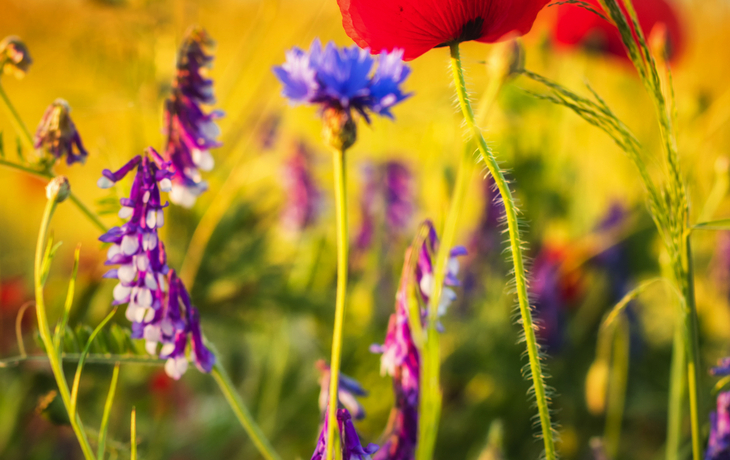 Roter Mohn und lila Blumen auf einer Sommerwiese.