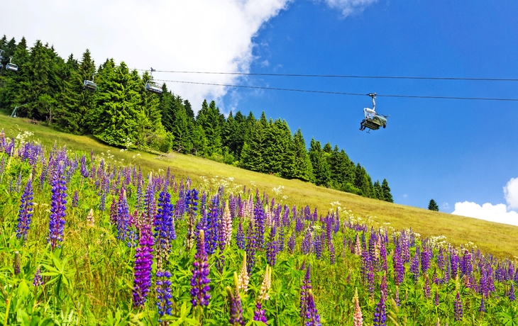 Seilbahn über Wiese mit Blumen und Tannen im Hintergrund am Fichtelberg, Oberwiesenthal.