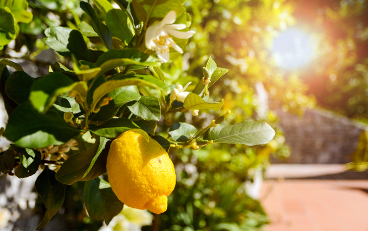 Zitronenbaum mit reifer Zitrone im Sonnenschein.