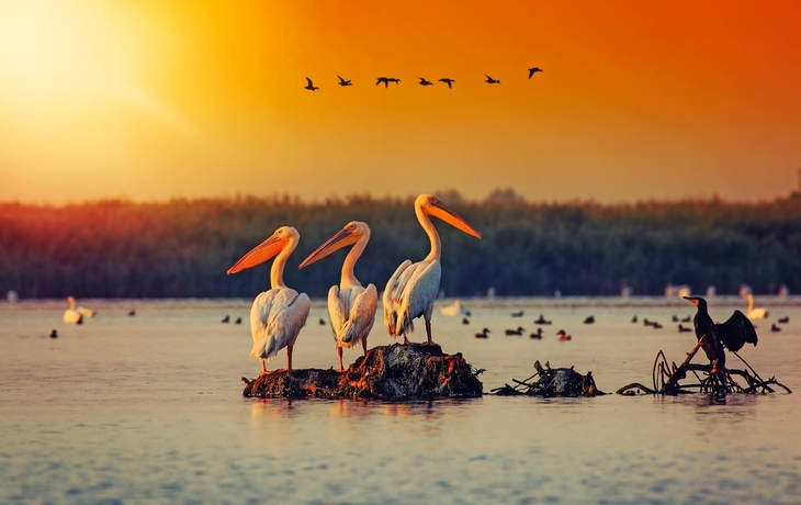 Weiße Pelikane im Donaudelta, Sonnenuntergang, Wasser, Vögel im Hintergrund.