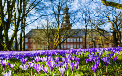 Die blühenden violetten Krokusse bei der Krokusblüte vorm Schloss in Husum