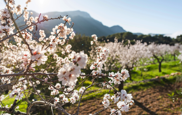 Mandelbaumblüten in voller Blüte auf Mallorca im Frühling.