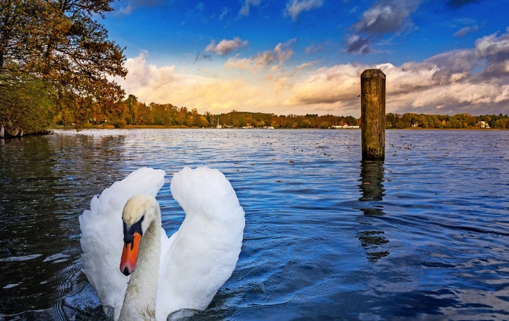 Schwan schwimmt auf einem See bei bewölktem Himmel im Herbst.