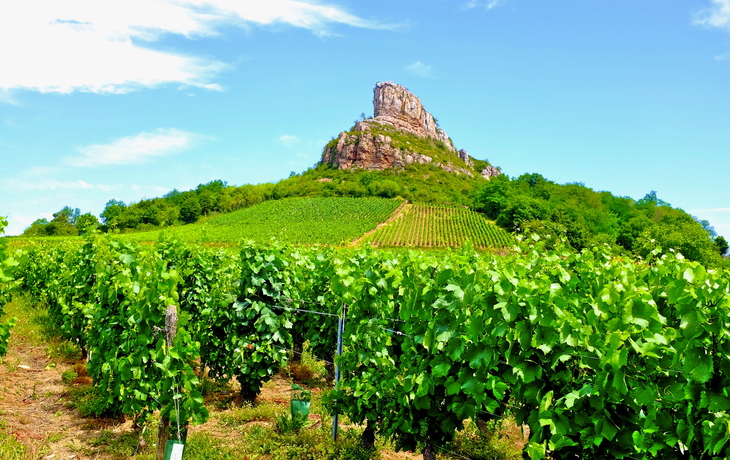 Weinberge vor dem Solutré-Felsen in Burgund, Frankreich