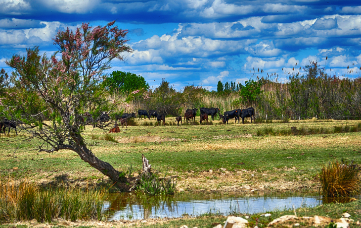 Stiere grasen in einer grasbewachsenen Landschaft der Camargue in Südfrankreich.