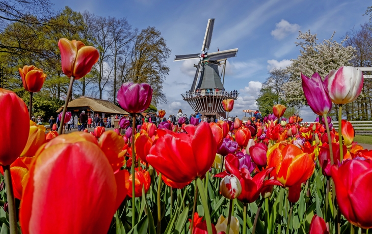 Tulpenfeld mit Windmühle im Hintergrund unter blauem Himmel.