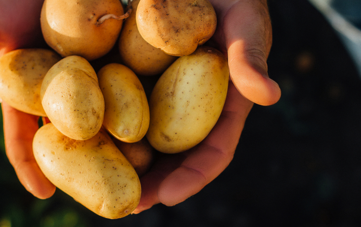 Hände halten frisch geerntete Kartoffeln auf einem Feld.