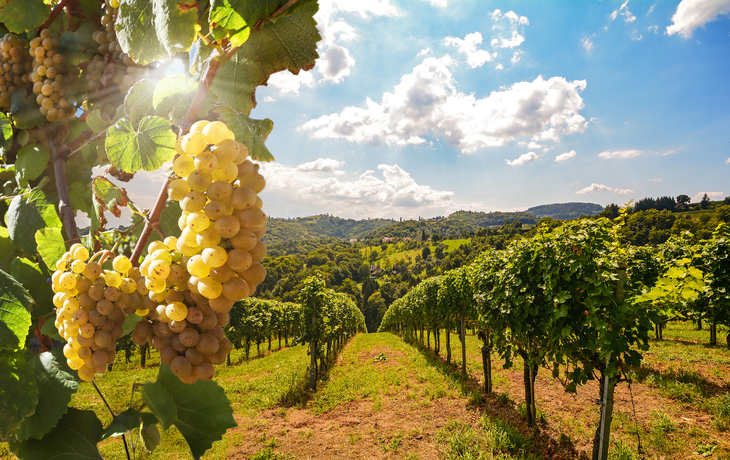 Weinberg mit Trauben unter klarem Himmel