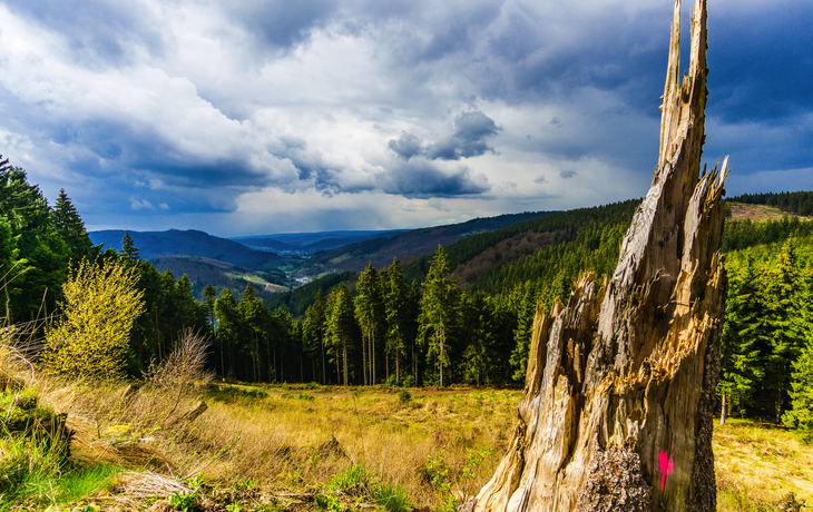 Waldlandschaft mit Baumstumpf und Wolkenhimmel.