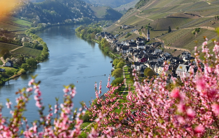 Blick auf eine Stadt am Fluss mit blühenden Bäumen im Vordergrund.