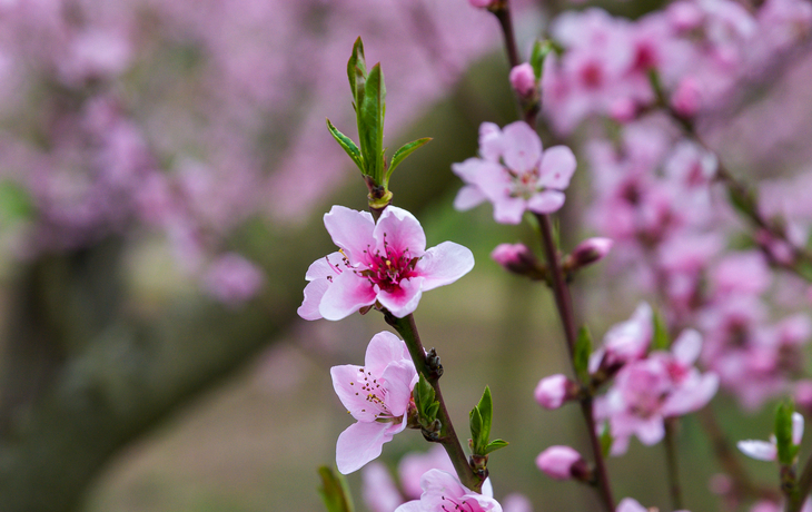 Rosa Kirschblüten an einem Baum im Frühling.