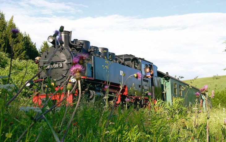 Dampflok der Fichtelbergbahn fährt durch blühende Wiese im Erzgebirge.