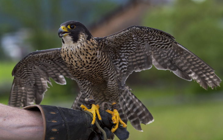 Falkner hält Wanderfalken mit ausgebreiteten Flügeln.
