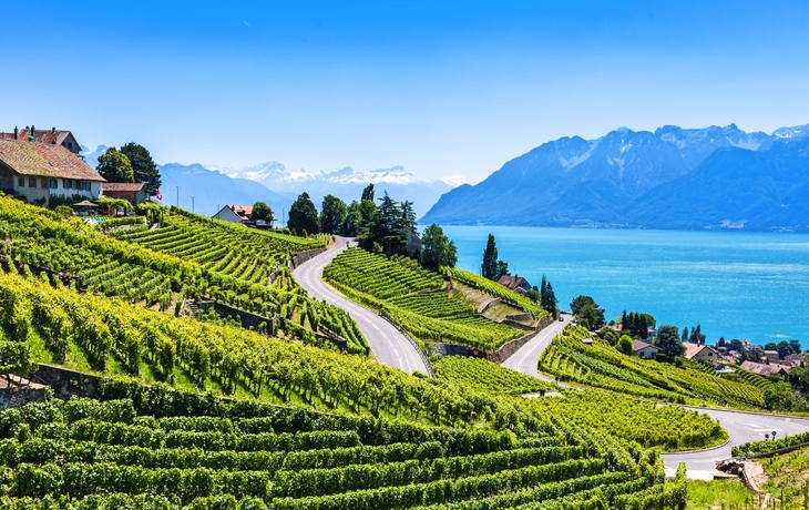 Weinberge am Genfersee mit Alpen im Hintergrund.